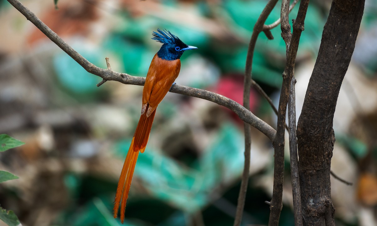 Indian Paradise-Flycatcher - Naresh Vadrevu