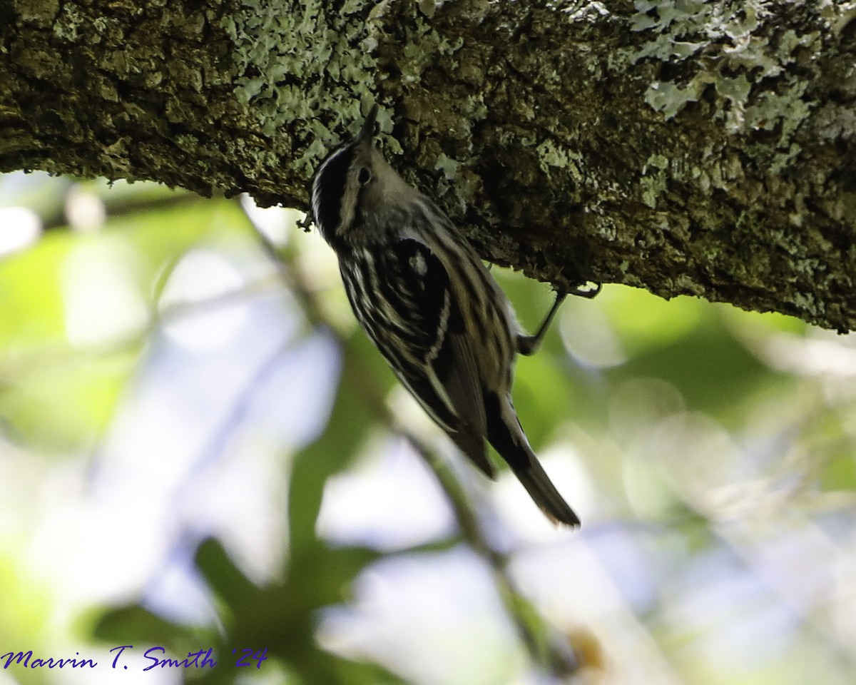 Black-and-white Warbler - ML617268017