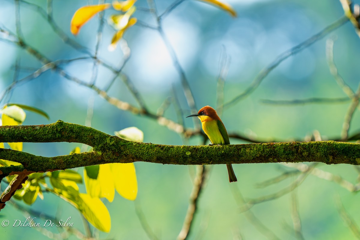 Chestnut-headed Bee-eater - ML617268018