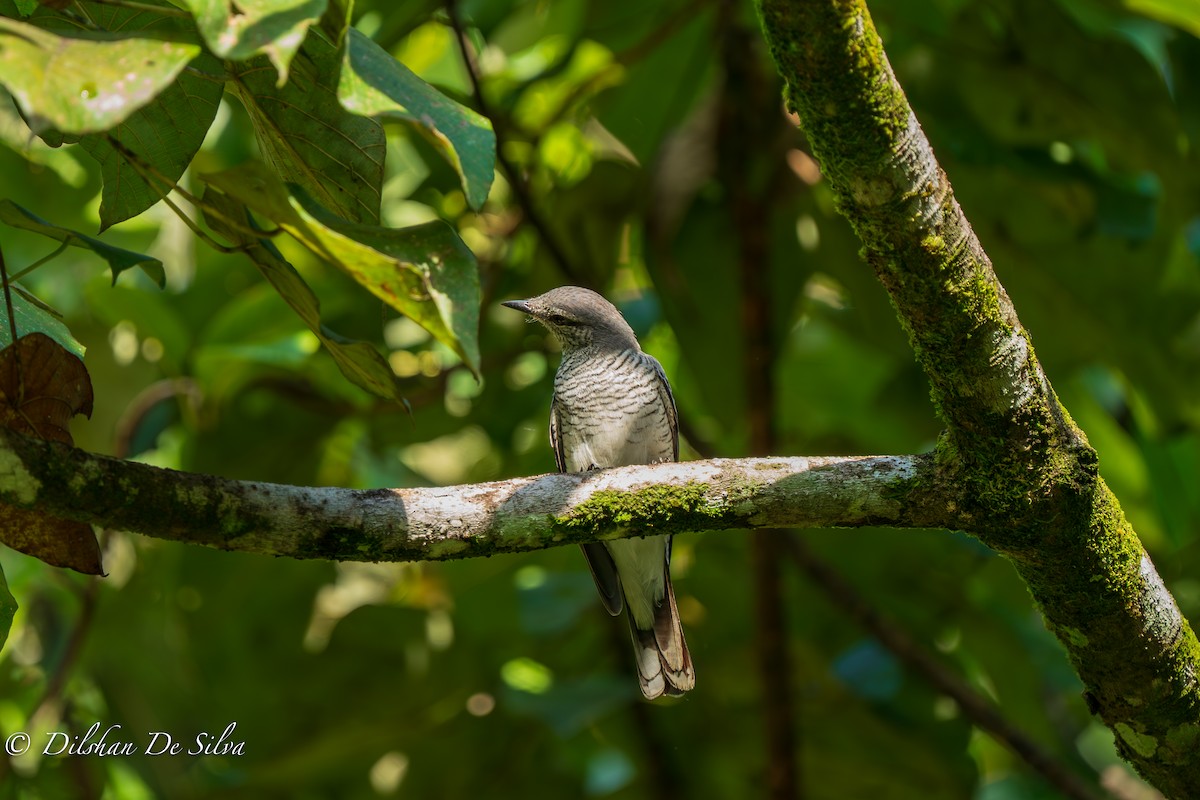 Black-headed Cuckooshrike - ML617268046