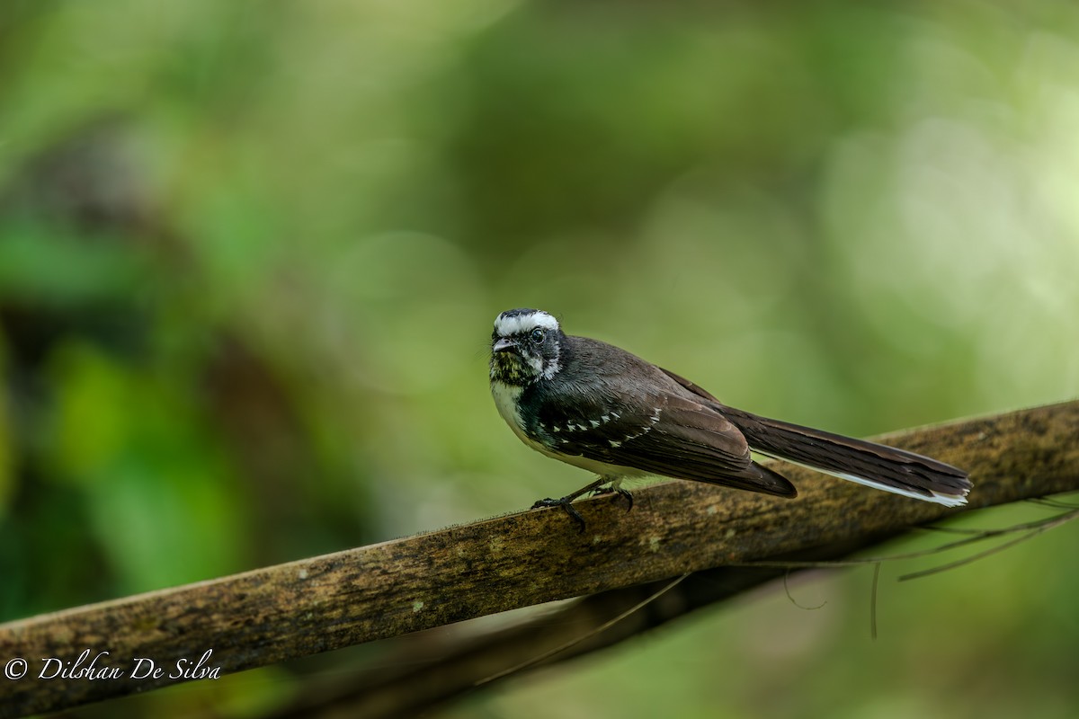White-browed Fantail - ML617268051