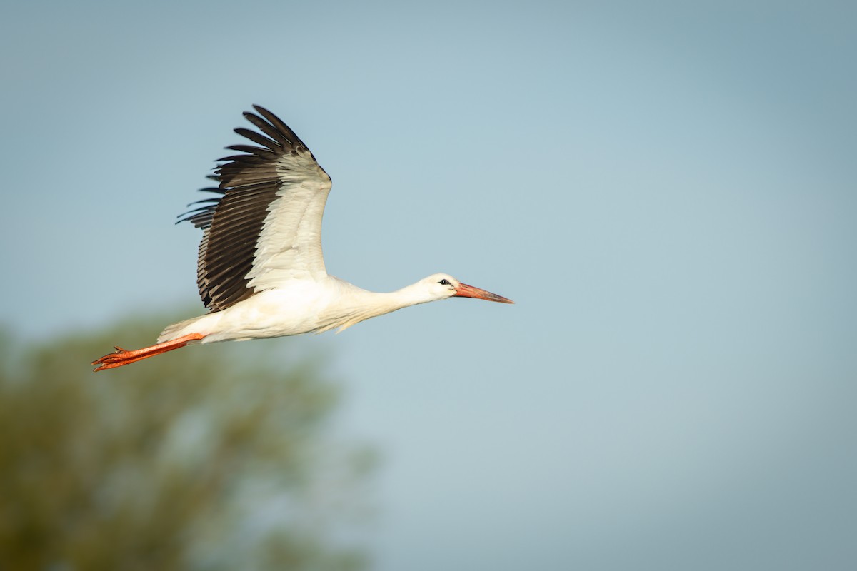 White Stork - Gabriel Cristaldo