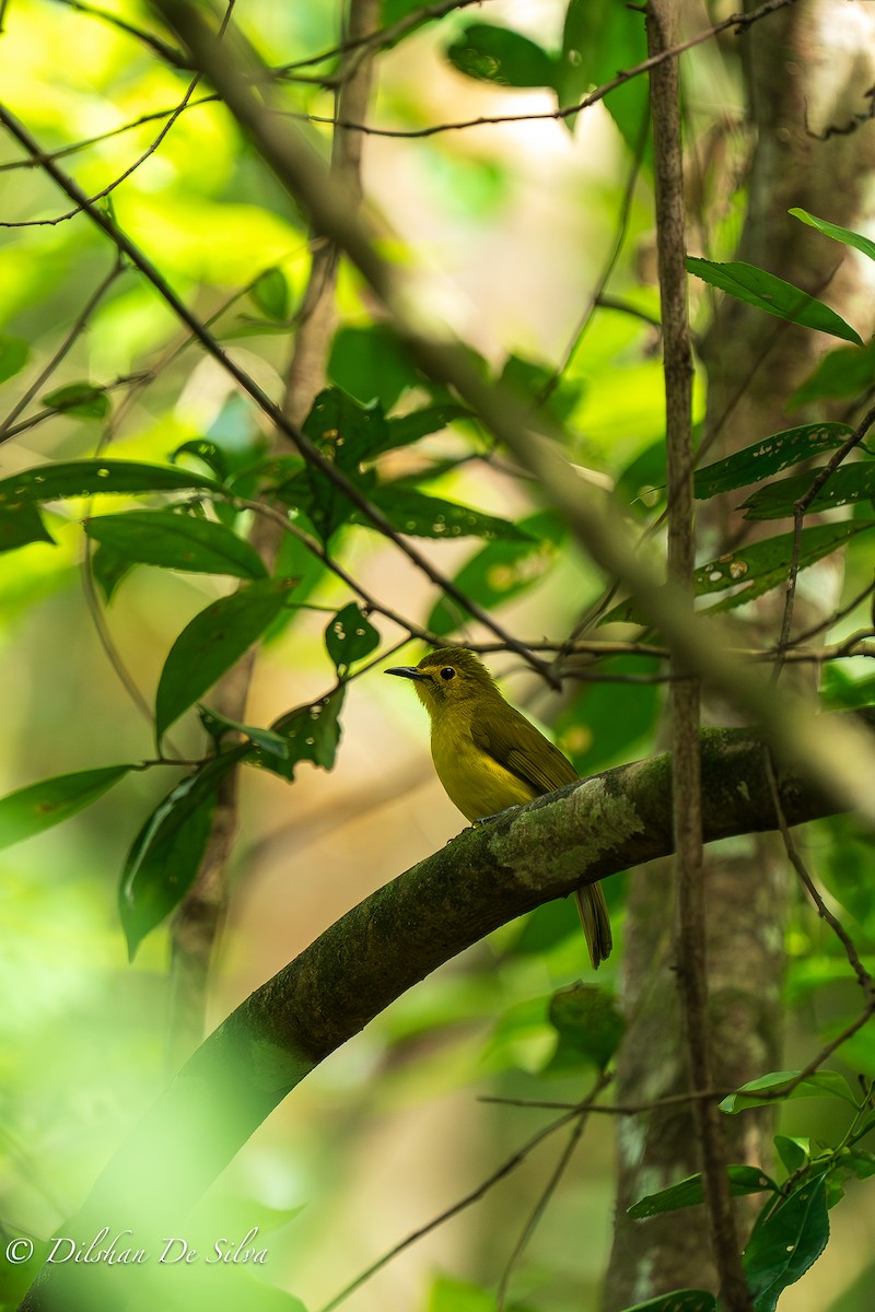 Yellow-browed Bulbul - ML617268153