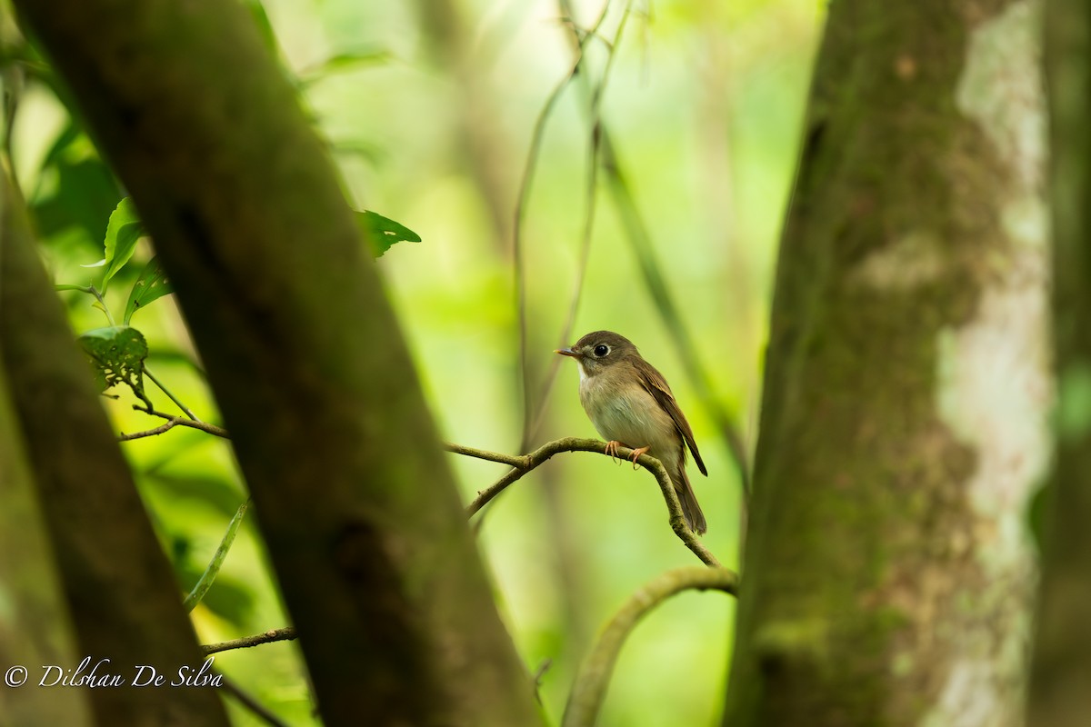 Brown-breasted Flycatcher - ML617268172