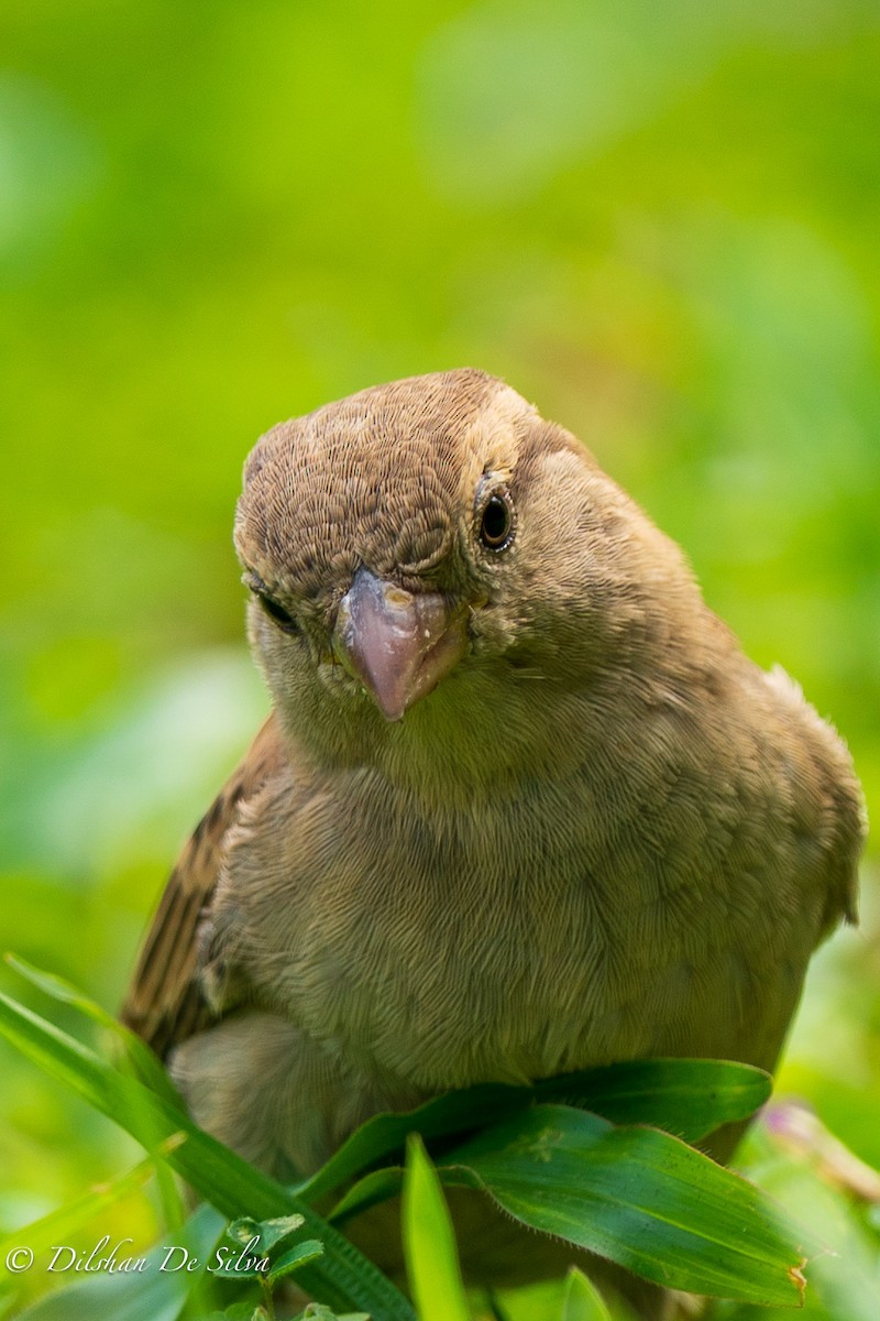 House Sparrow - ML617268173