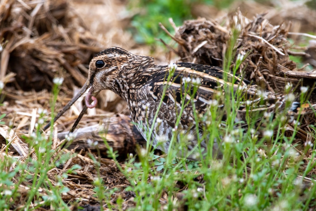 Wilson's Snipe - ML617268240