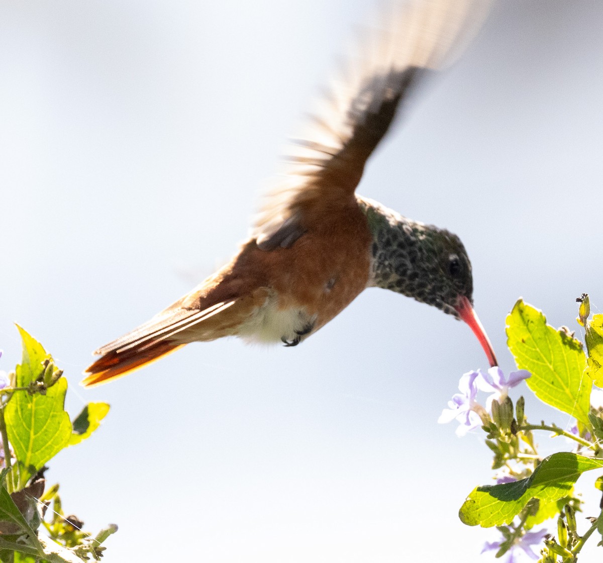 Amazilia Hummingbird - ML617268255
