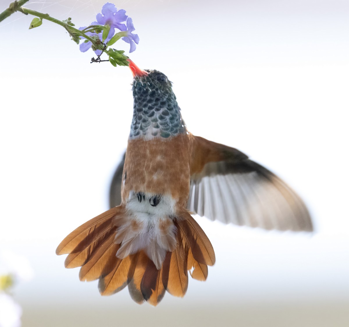 Amazilia Hummingbird - ML617268257