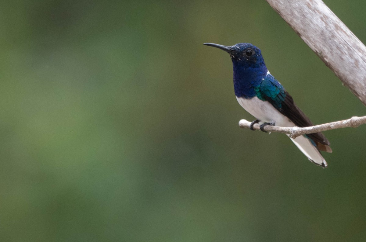 Colibrí Nuquiblanco - ML617268264