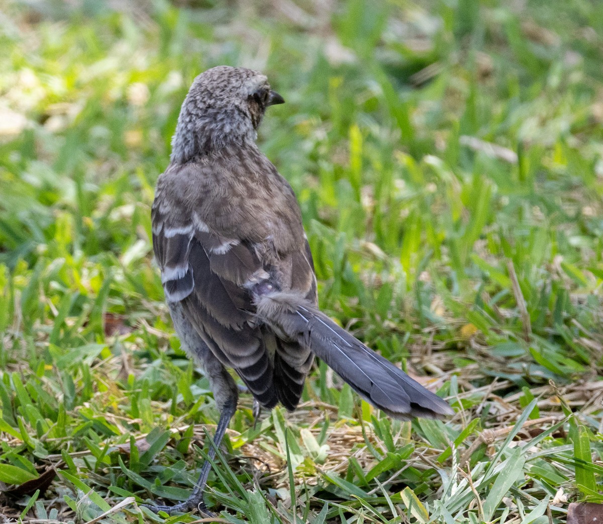 Long-tailed Mockingbird - ML617268268
