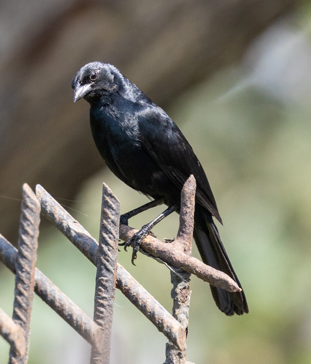 Scrub Blackbird - ML617268276