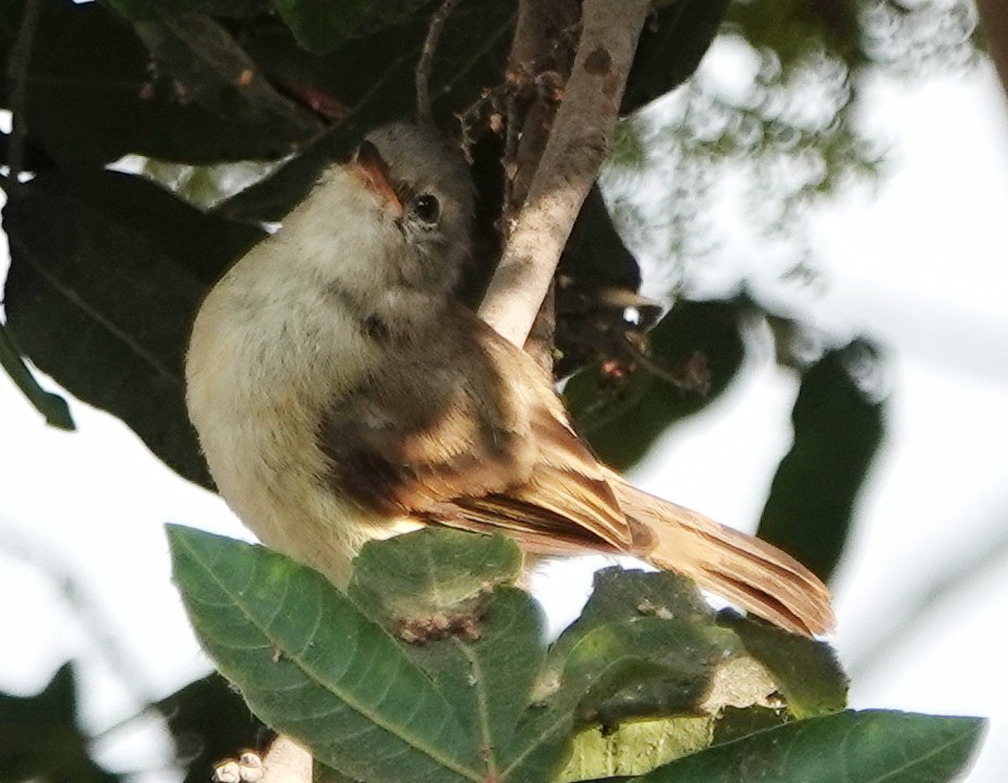 Southern Beardless-Tyrannulet - ML617268309