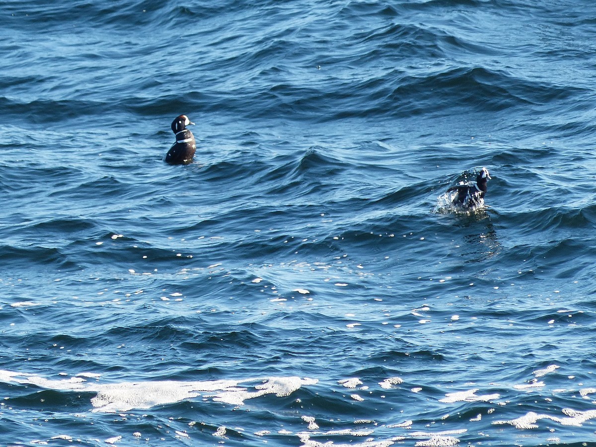 Harlequin Duck - ML617268317