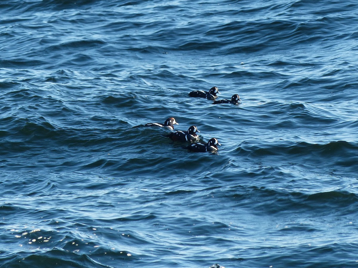 Harlequin Duck - ML617268319