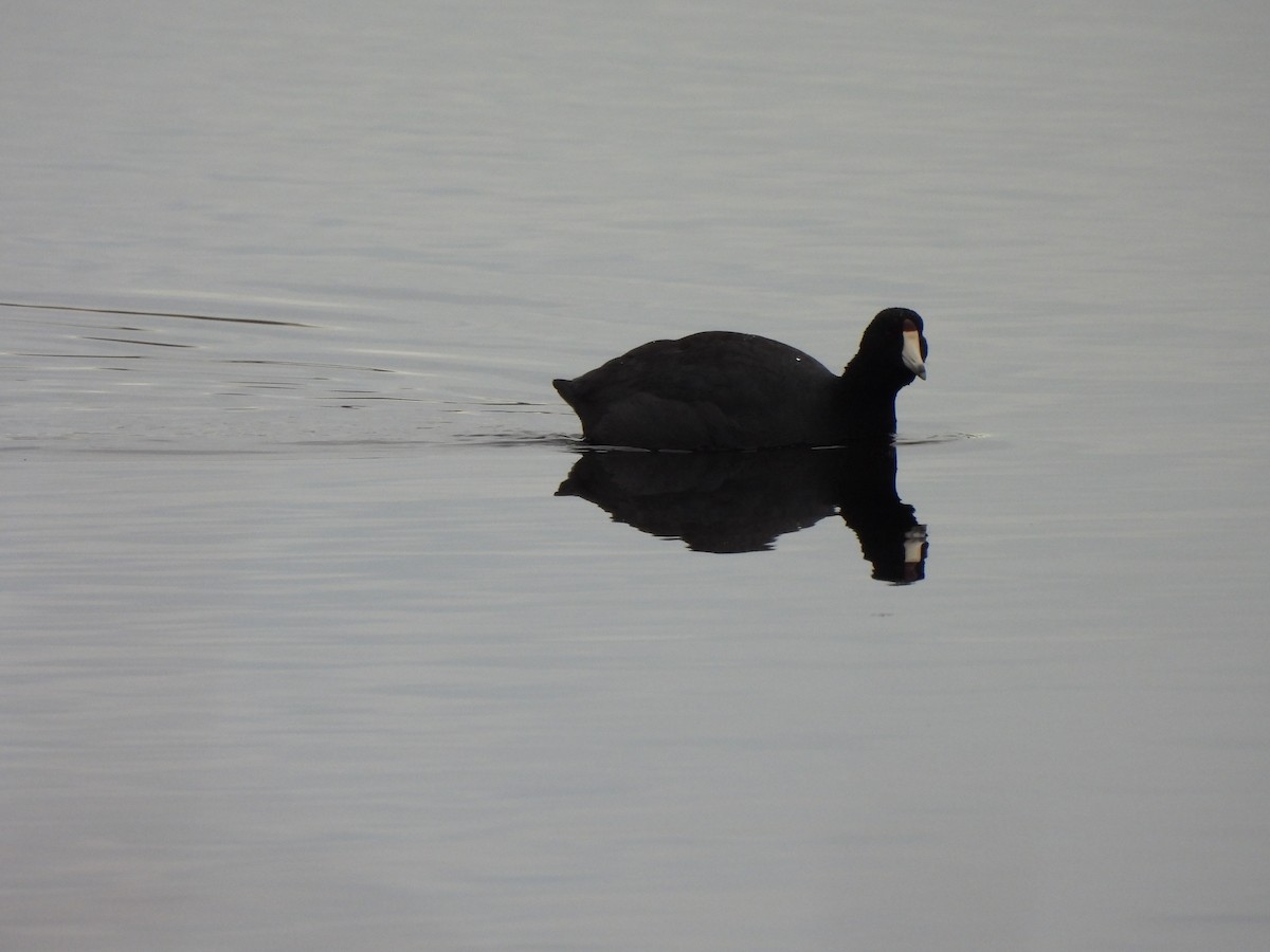 American Coot - Lisa Miller