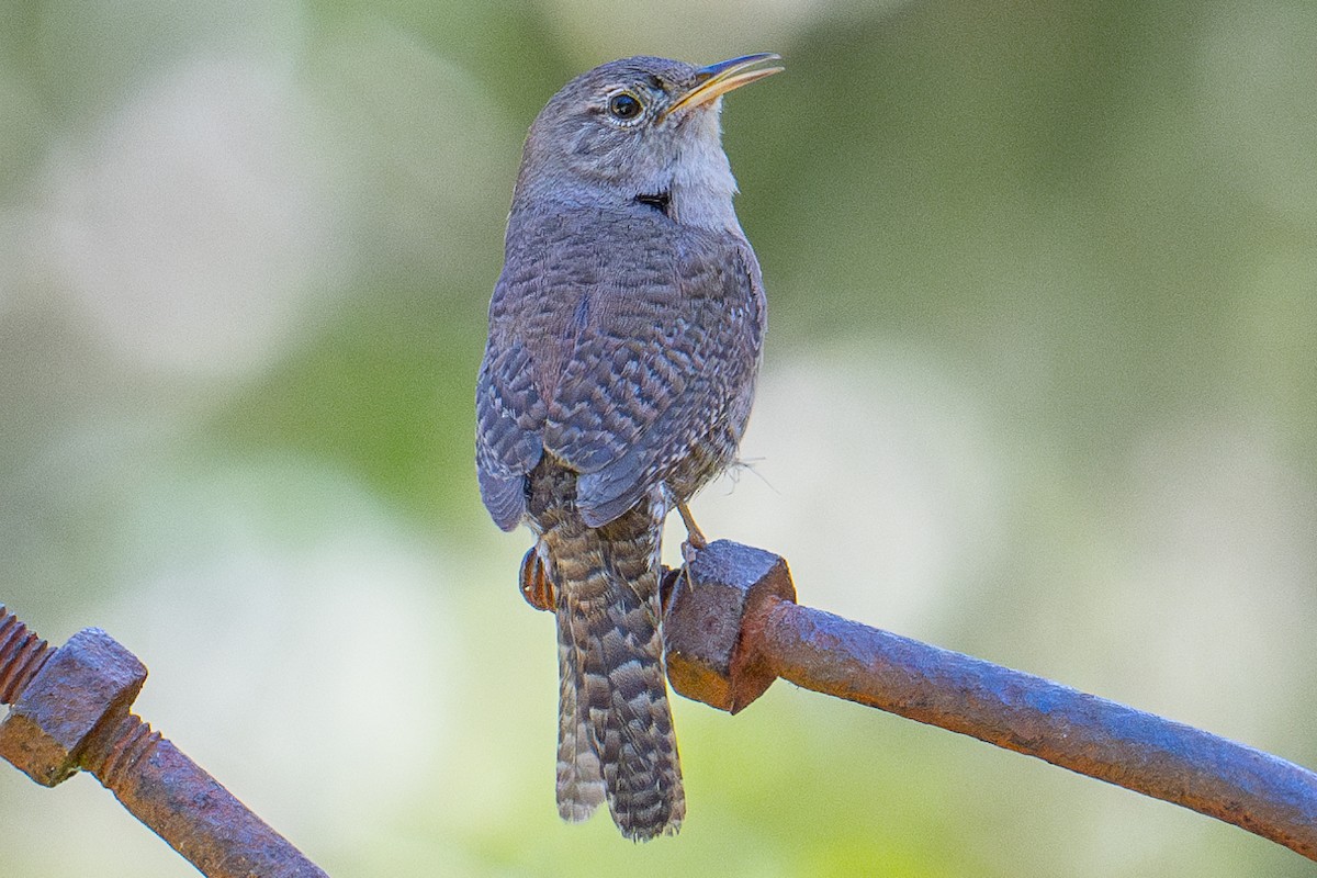 House Wren (Northern) - Karen Kreiger