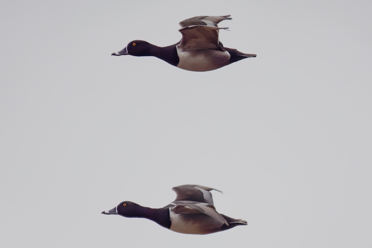 Fuligule à collier - ML617268353