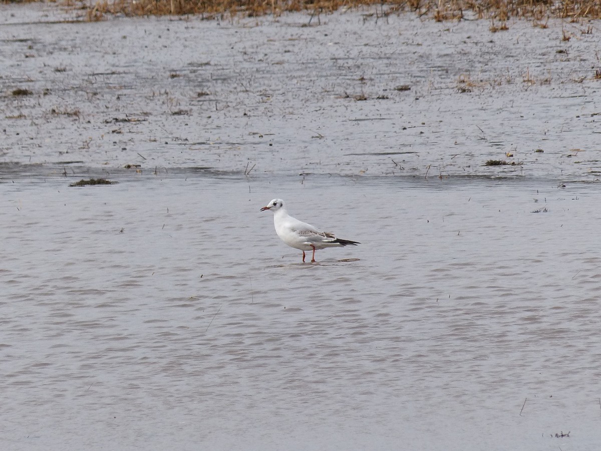 Mouette rieuse - ML617268370