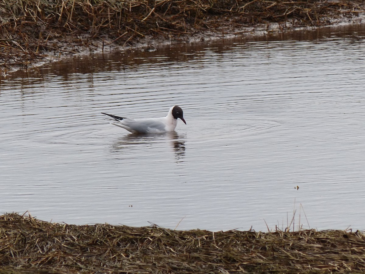 Mouette rieuse - ML617268374