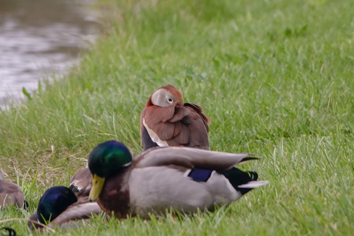 Black-bellied Whistling-Duck - ML617268377