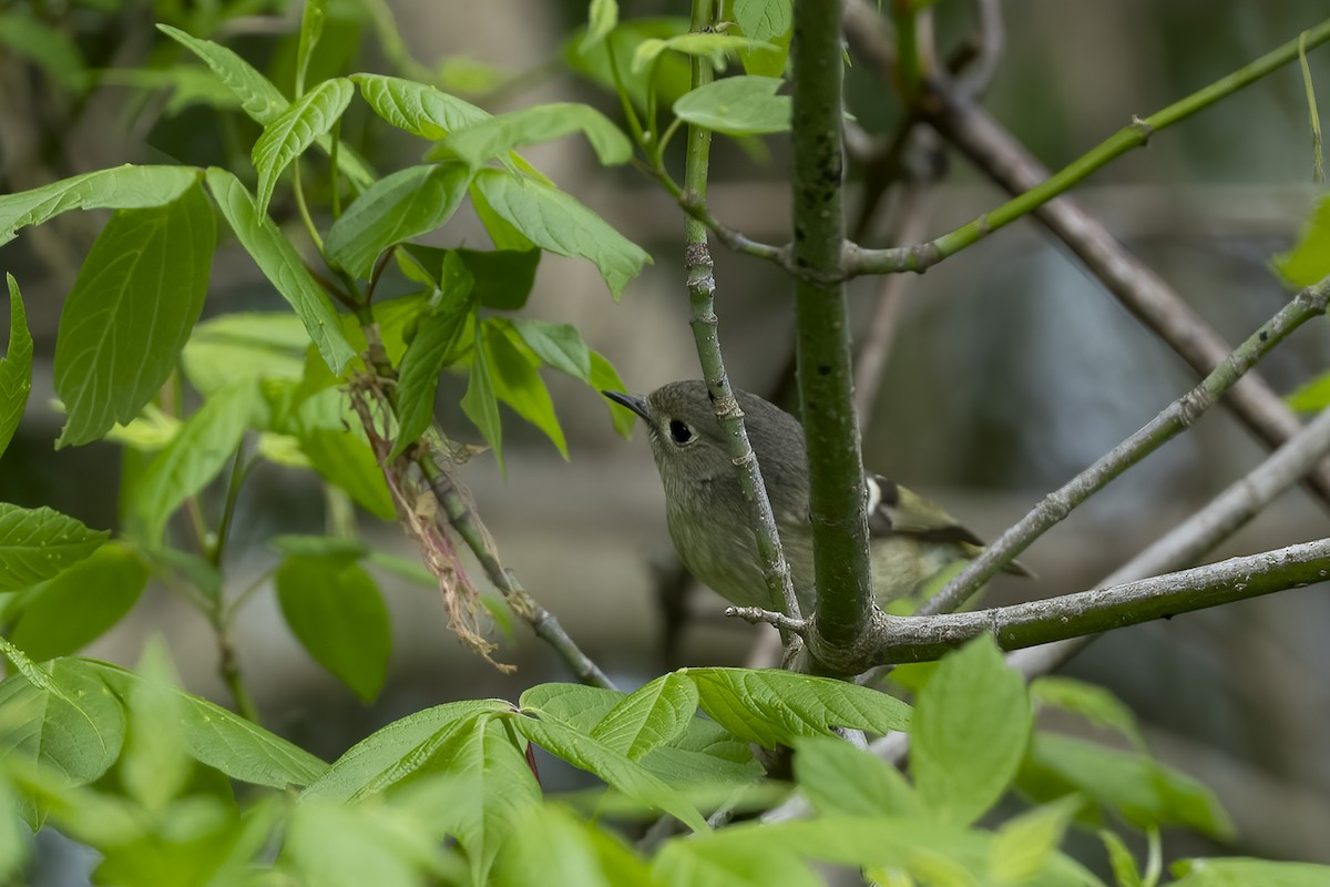 Ruby-crowned Kinglet - ML617268389