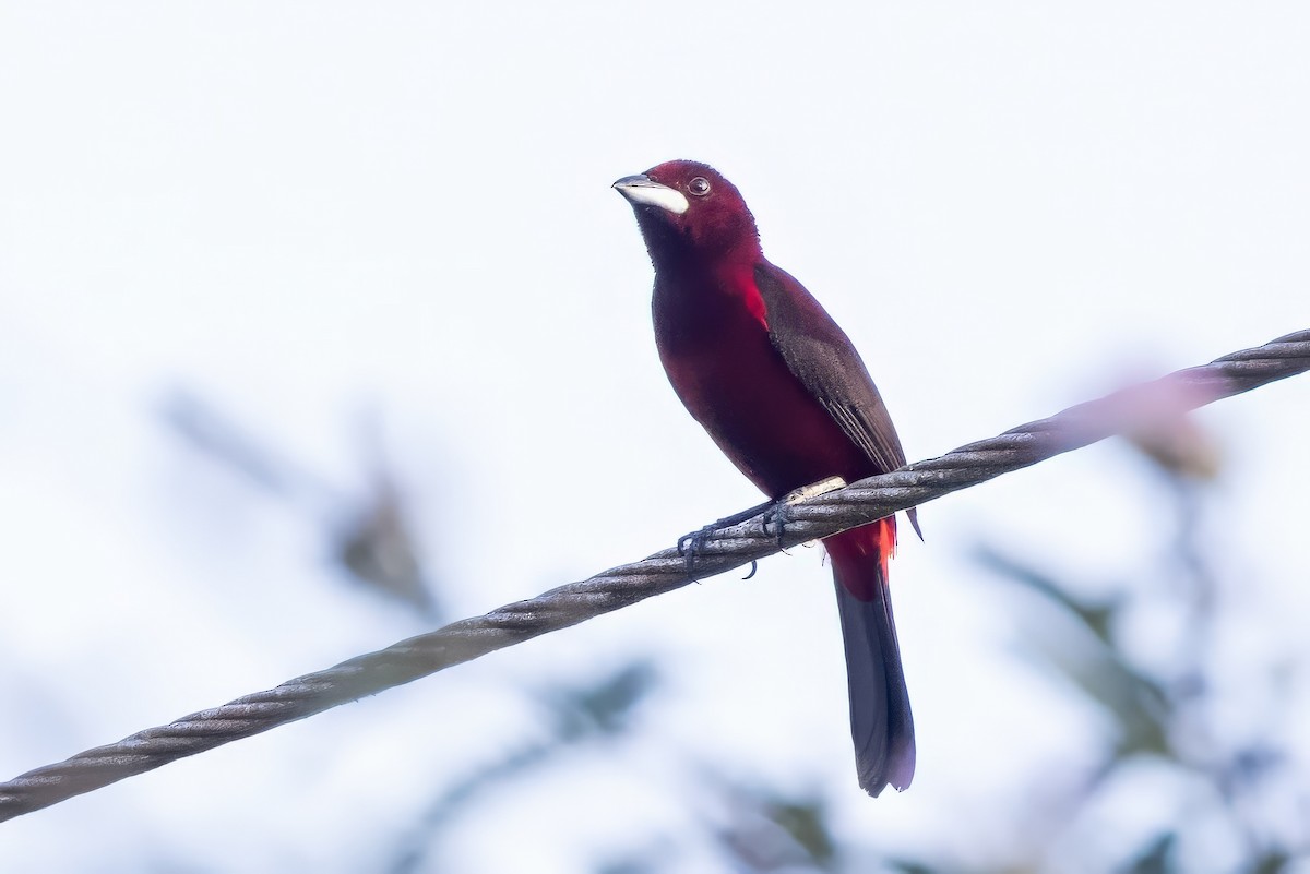 Crimson-backed Tanager - ML617268418