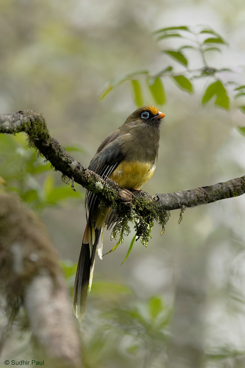 trogon růžovoocasý - ML617268425