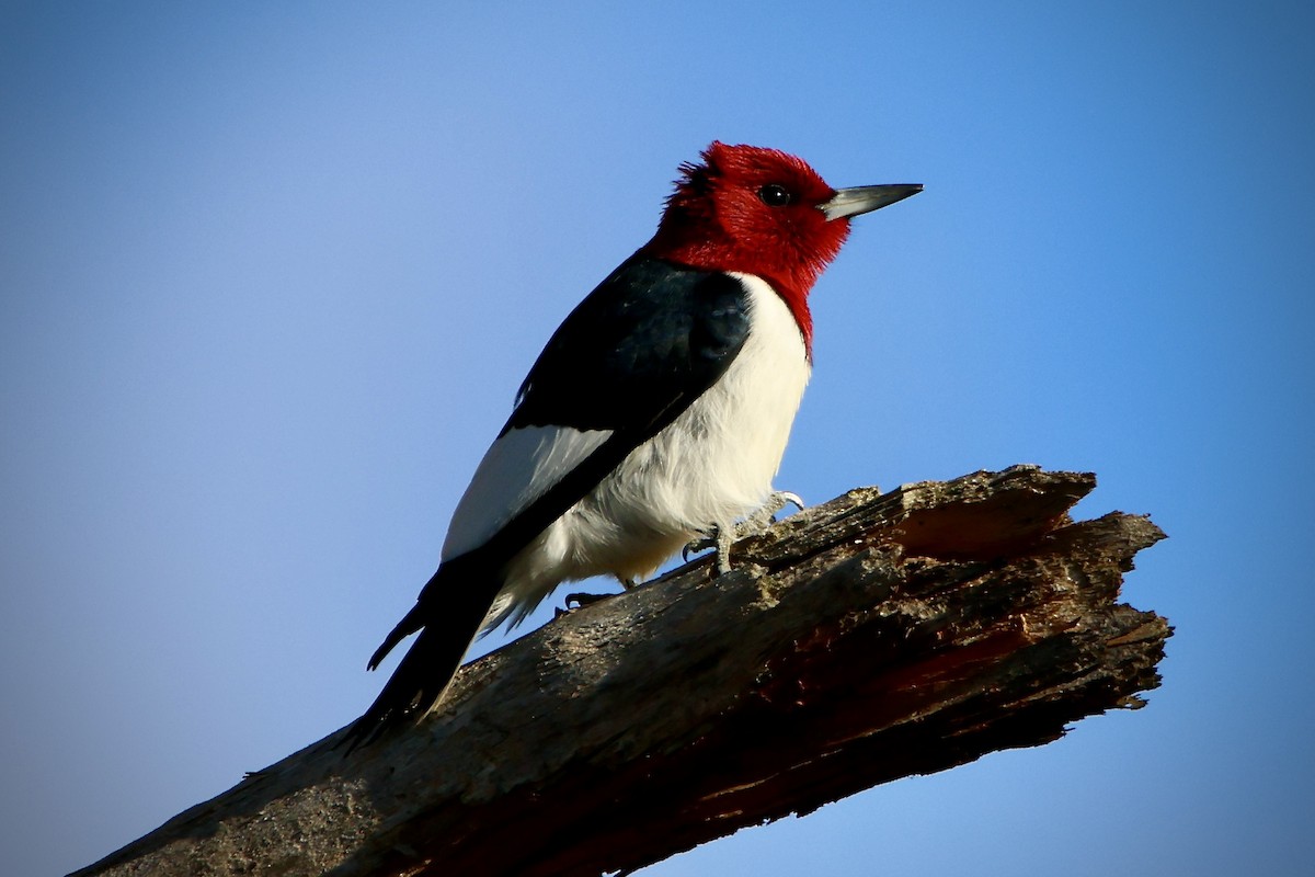 Red-headed Woodpecker - ML617268437