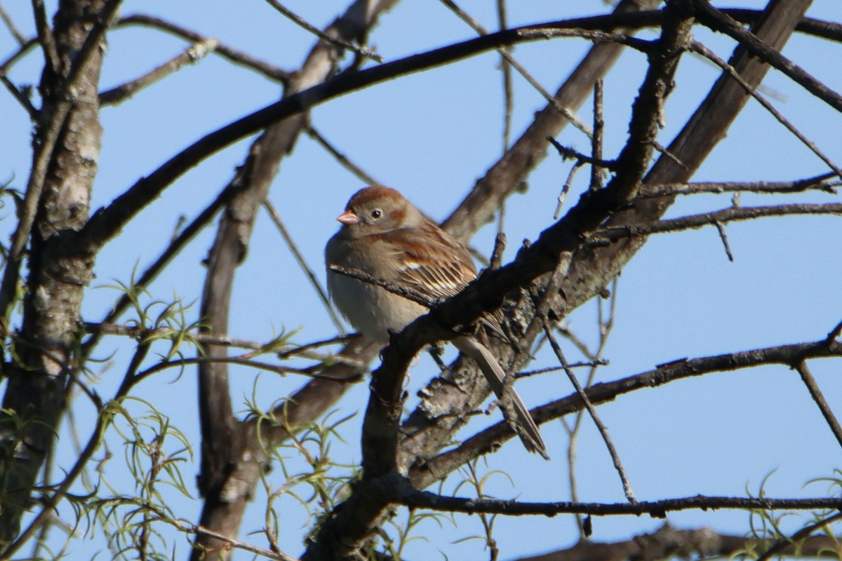 Field Sparrow - ML617268450