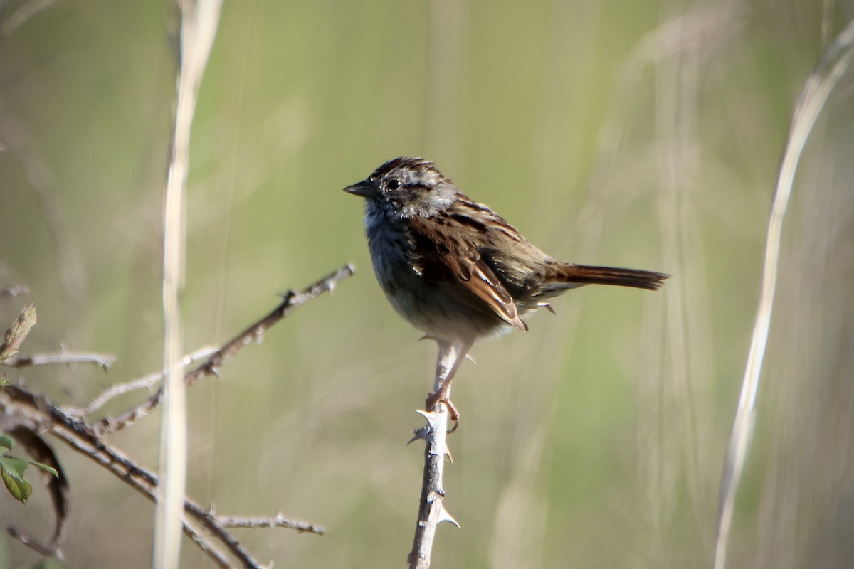 Swamp Sparrow - ML617268458