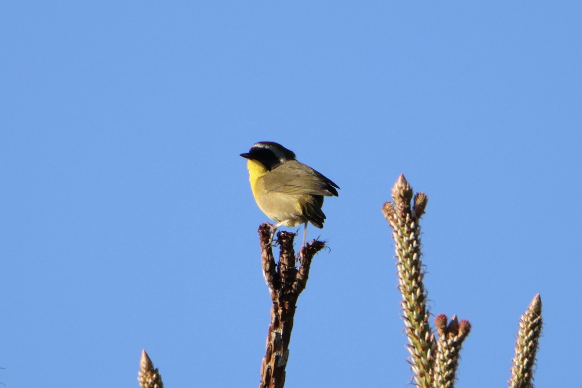 Common Yellowthroat - ML617268470