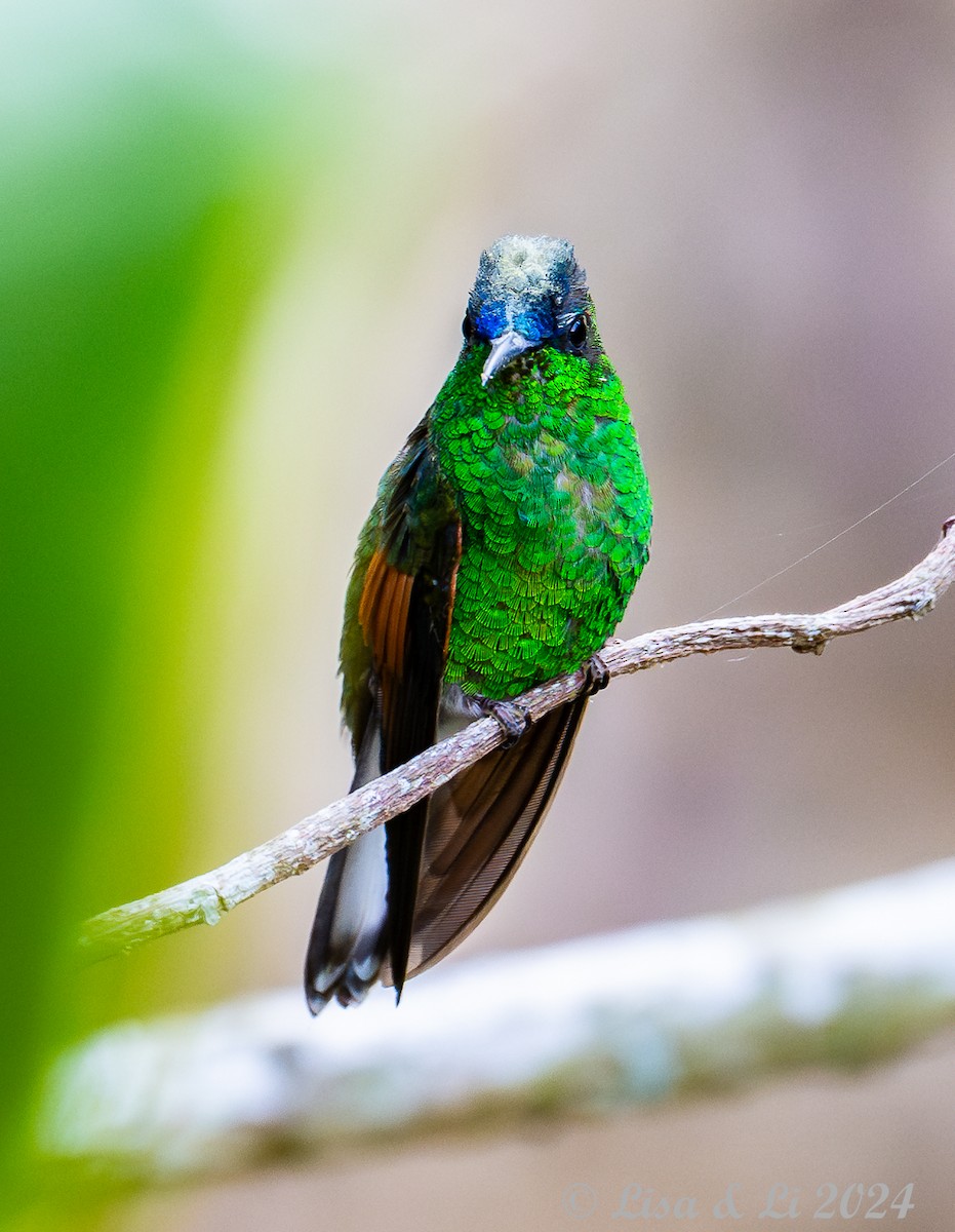 Blue-capped Hummingbird - Lisa & Li Li