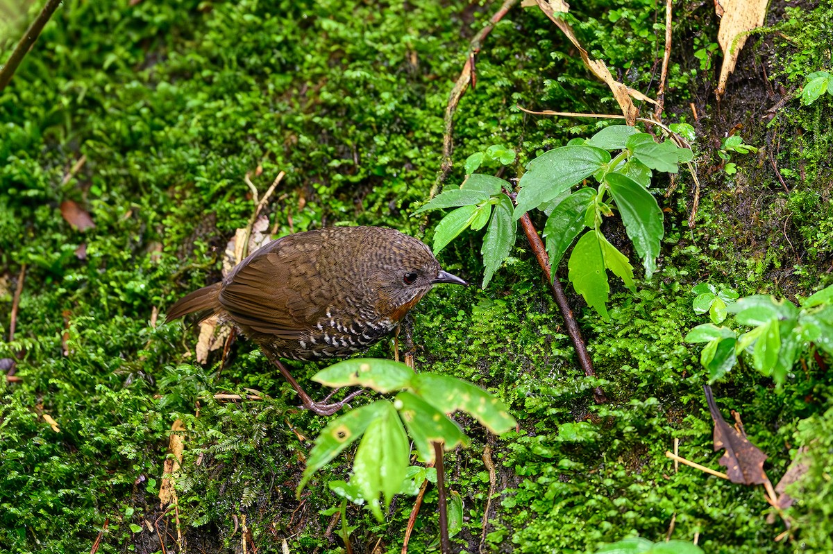 Mishmi Wren-Babbler - ML617268478