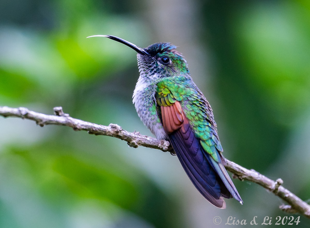 Colibrí Oaxaqueño - ML617268480