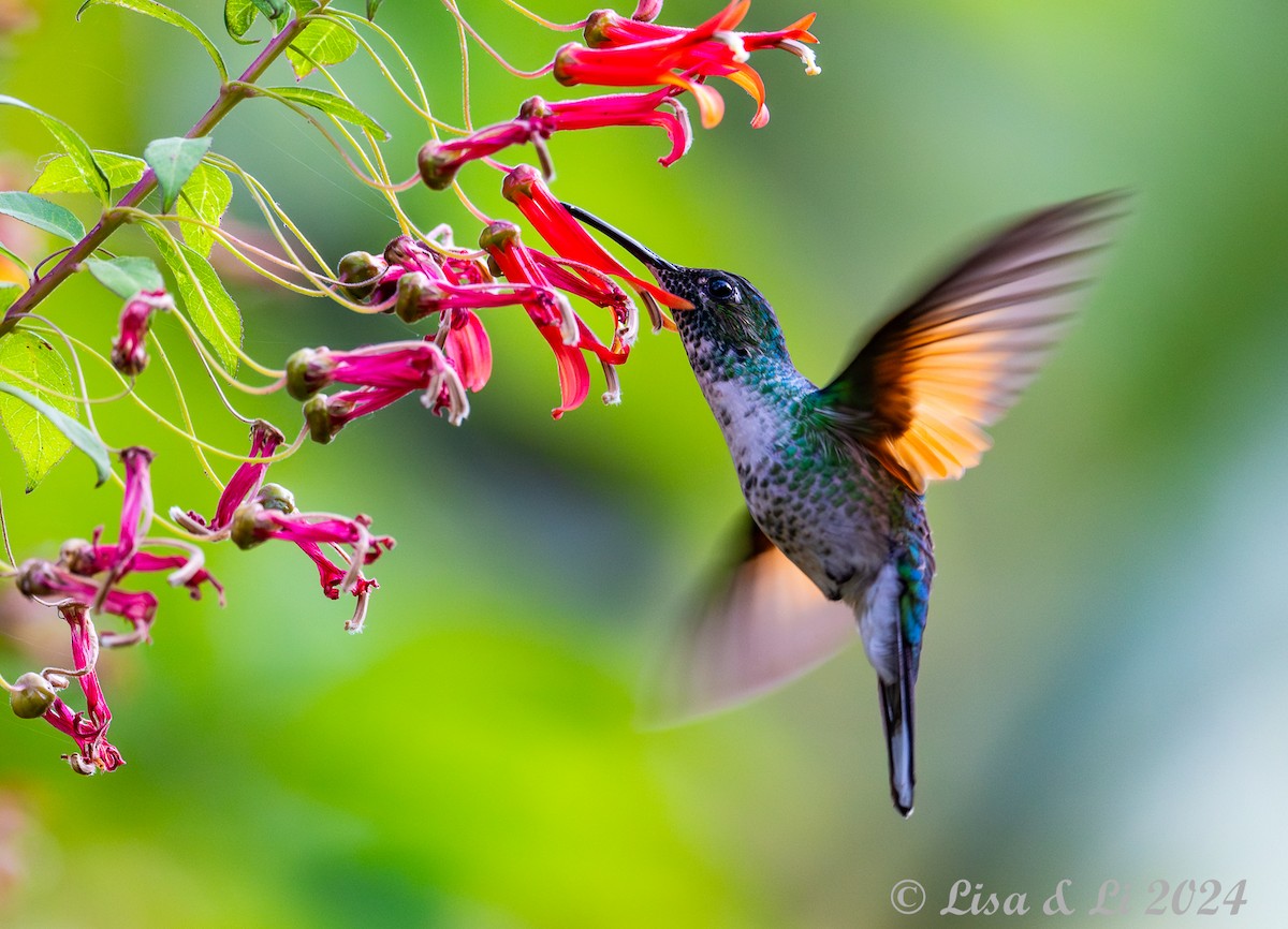 Blue-capped Hummingbird - Lisa & Li Li