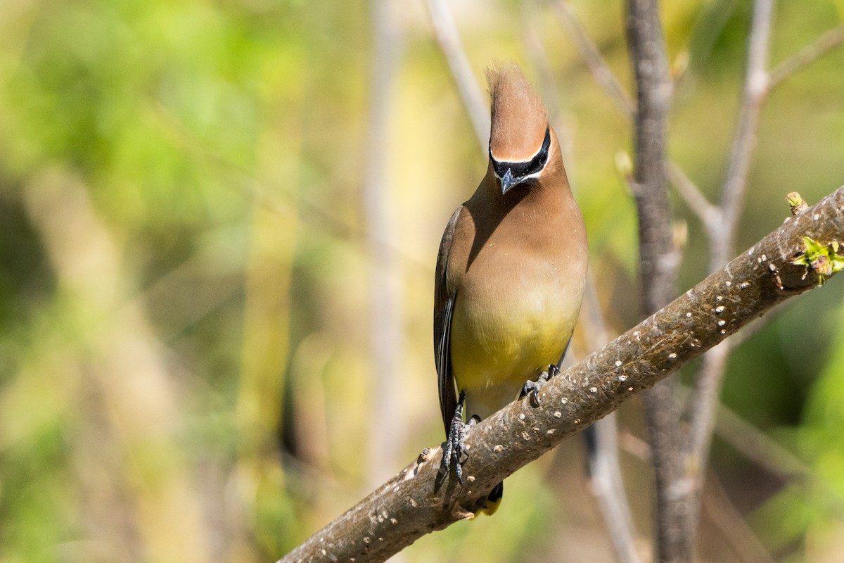 Cedar Waxwing - ML617268492