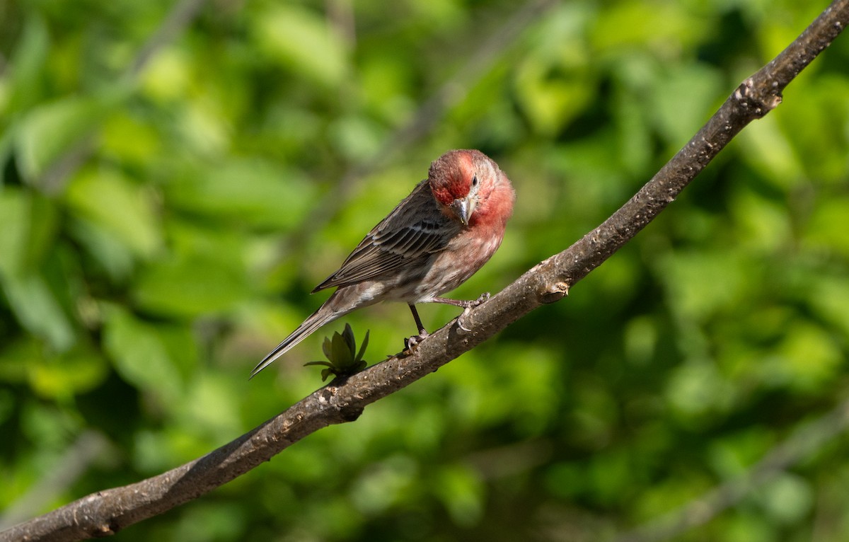 House Finch - ML617268499