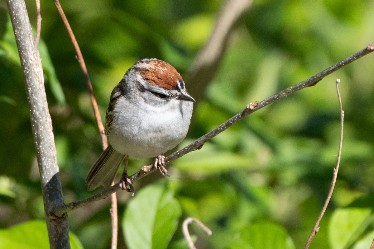 Chipping Sparrow - ML617268503