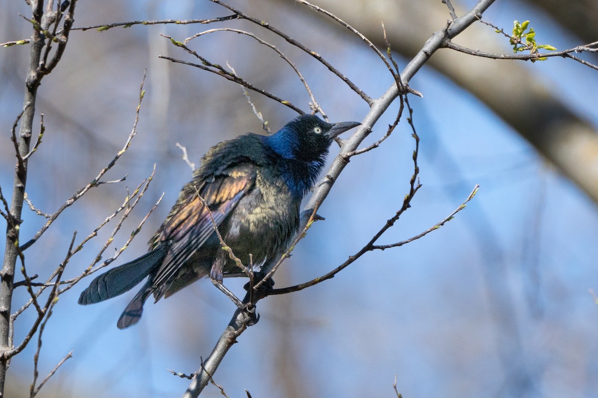 Common Grackle - ML617268506