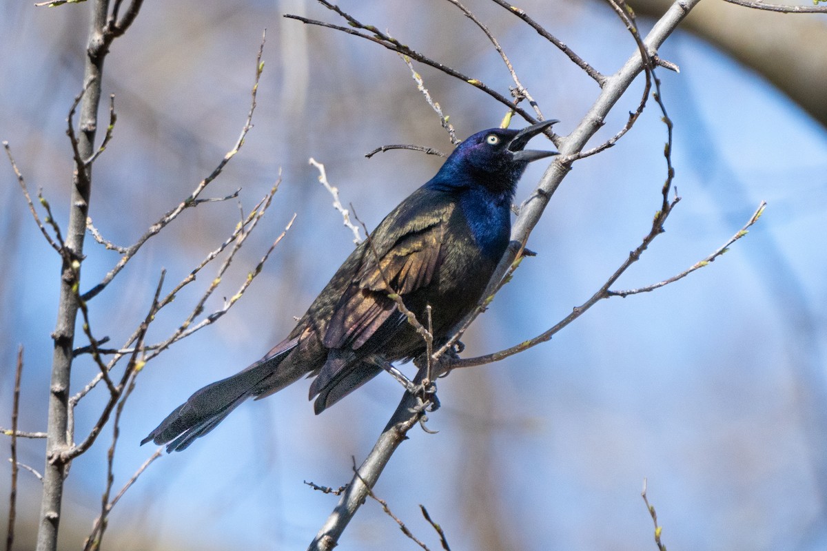 Common Grackle - ML617268507