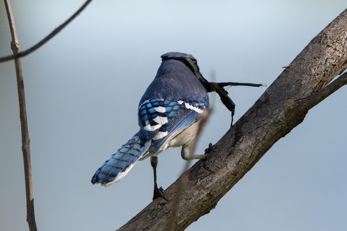 Blue Jay - ML617268522