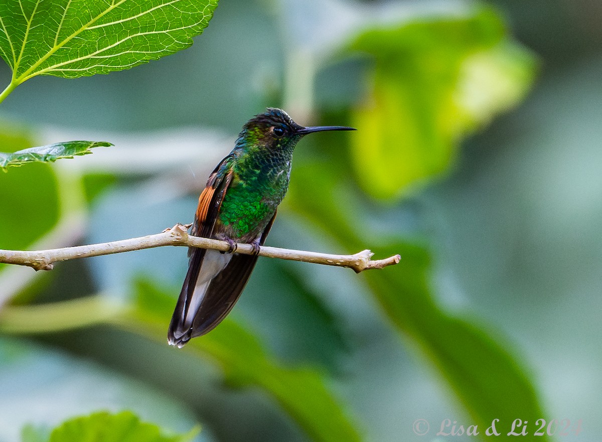 Blue-capped Hummingbird - Lisa & Li Li