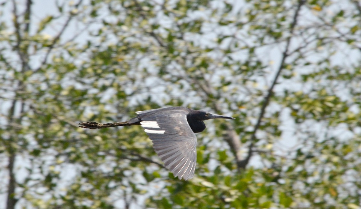 Little Blue Heron - Jean and Bob Hilscher