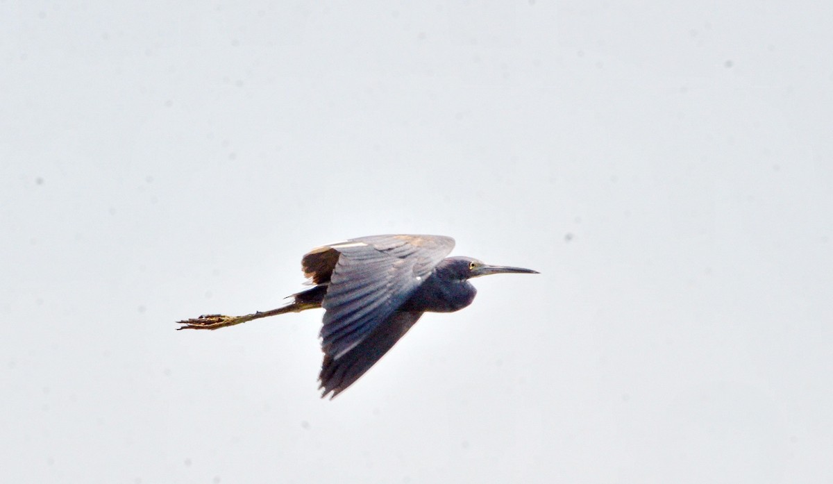 Little Blue Heron - Jean and Bob Hilscher