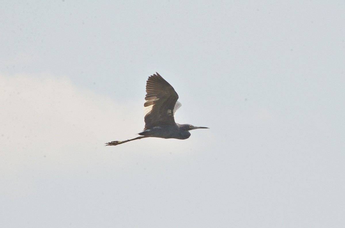 Little Blue Heron - Jean and Bob Hilscher