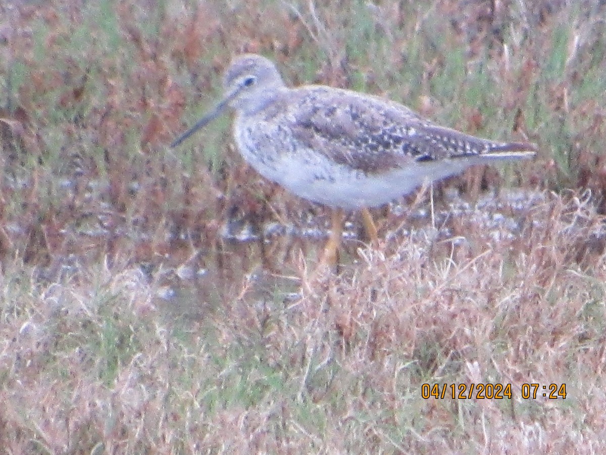 Greater Yellowlegs - ML617268603