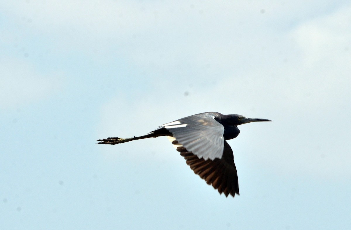 Little Blue Heron - Jean and Bob Hilscher