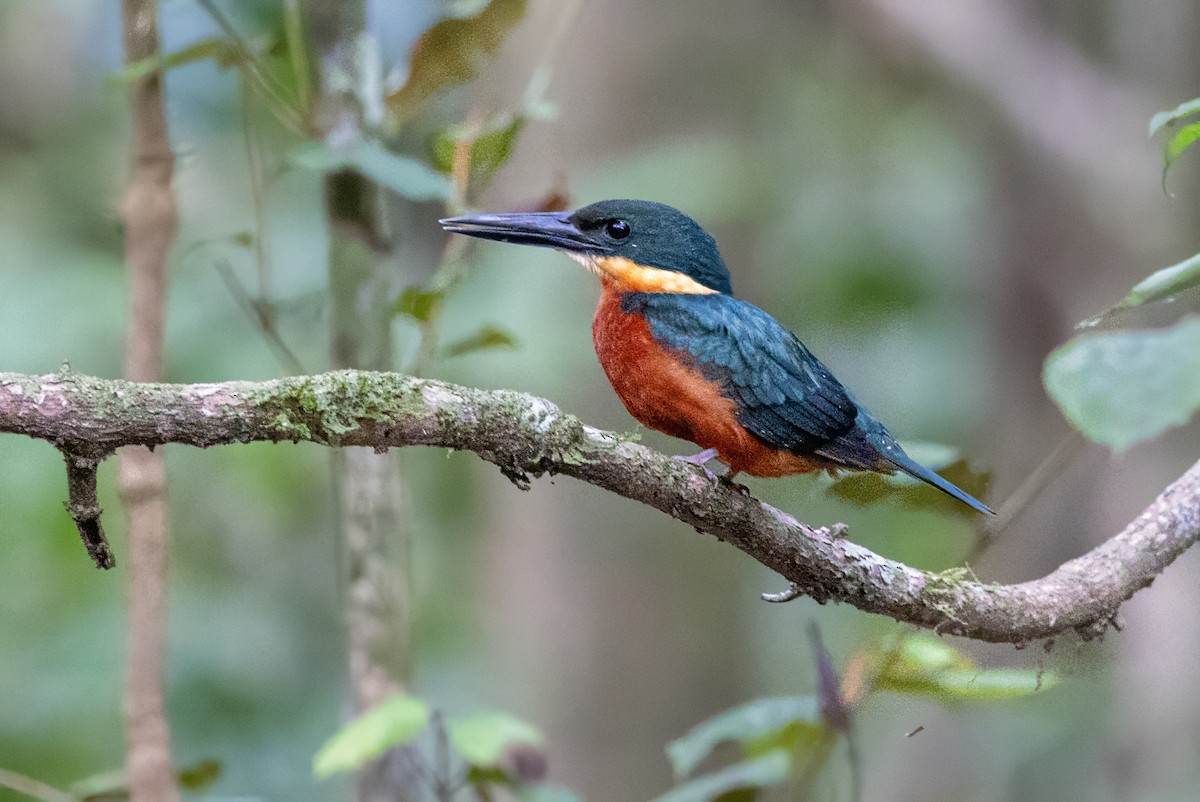 Green-and-rufous Kingfisher - Sandy & Bob Sipe