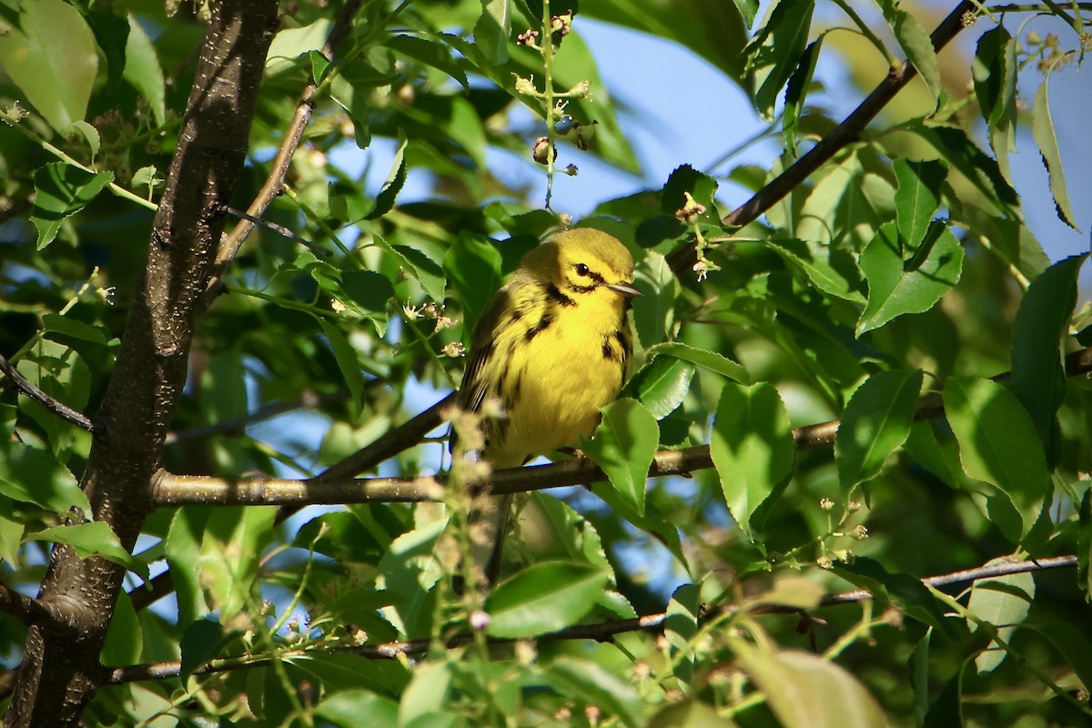 Prairie Warbler - ML617268626