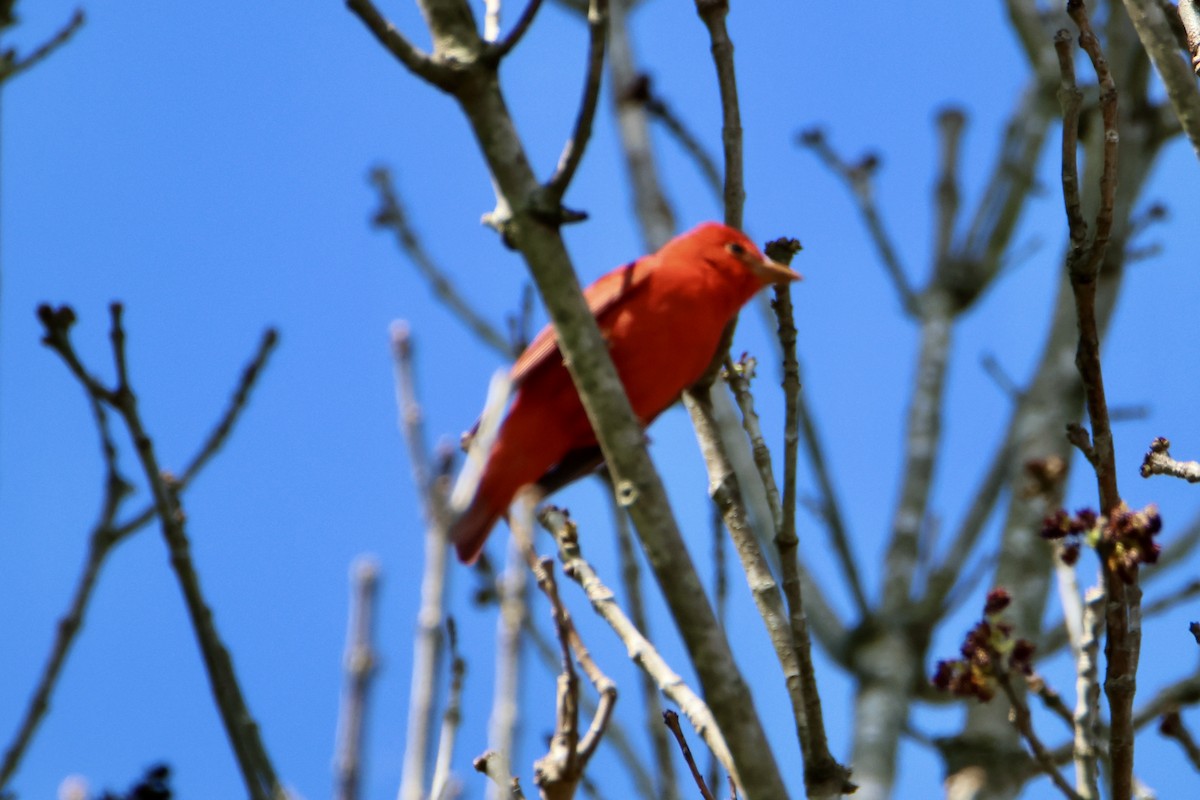 Summer Tanager - ML617268630